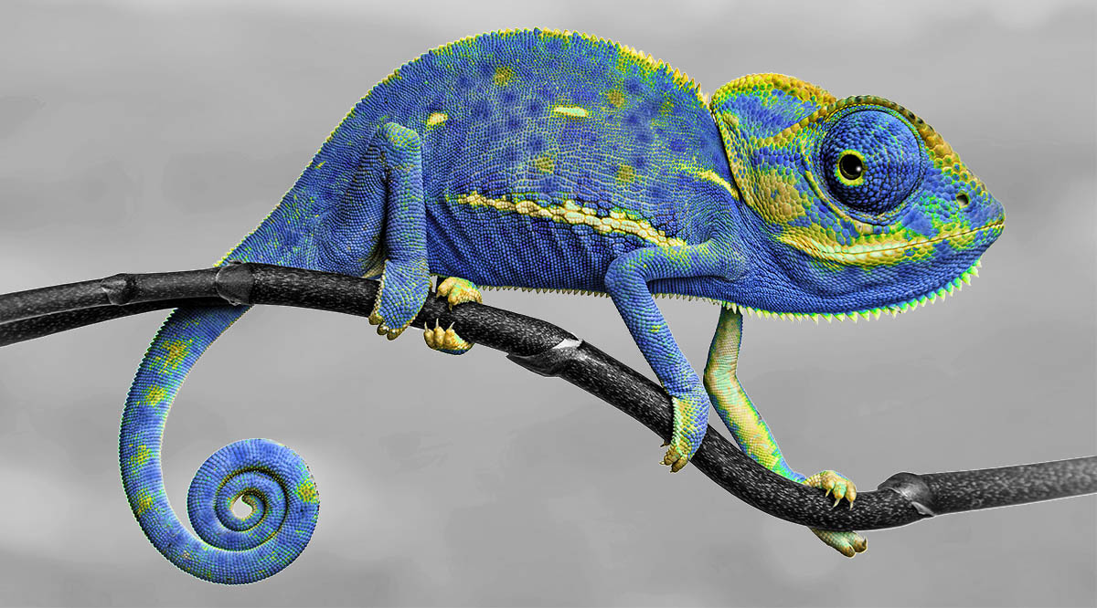 Illustration: Chameleon